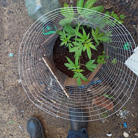 GMO #2 growlog timeline photo