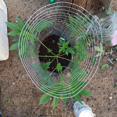 GMO #1 growlog timeline photo
