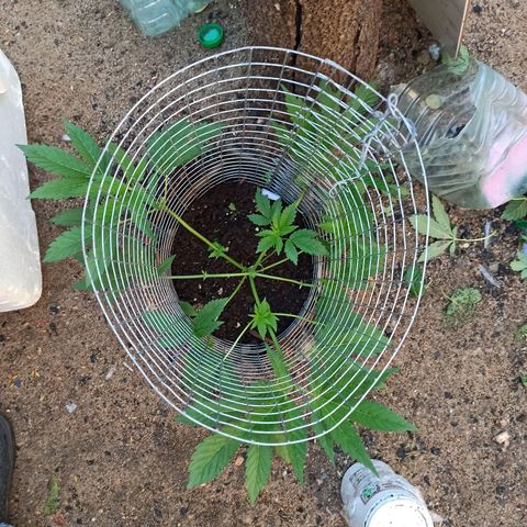 GMO #1 growlog timeline photo