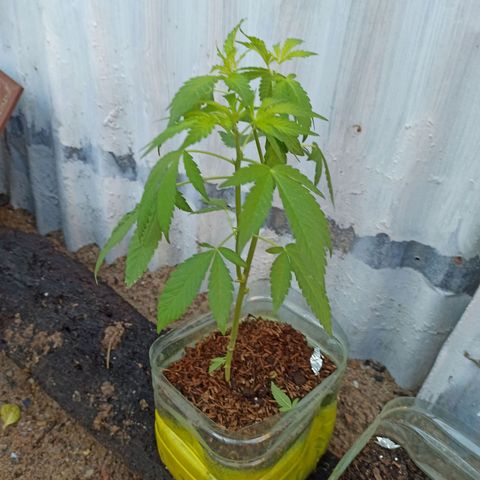 Larry growlog timeline photo