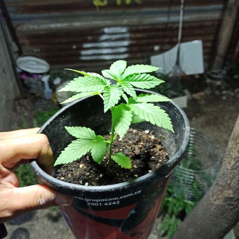 Northern growlog timeline photo