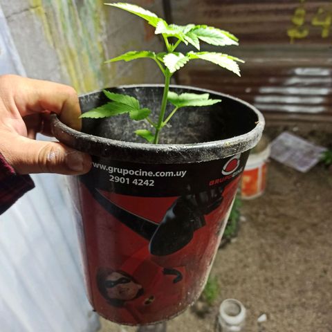 Northern growlog timeline photo