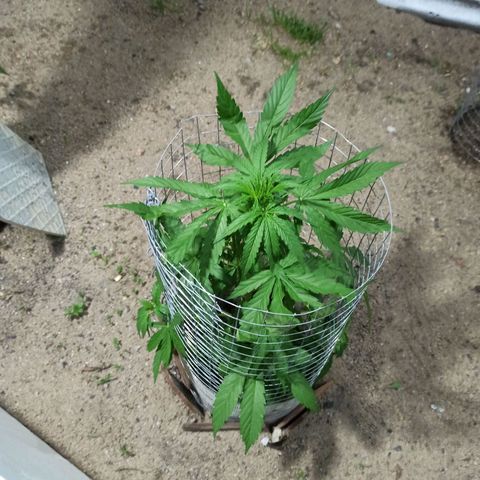 Power  #1 growlog timeline photo