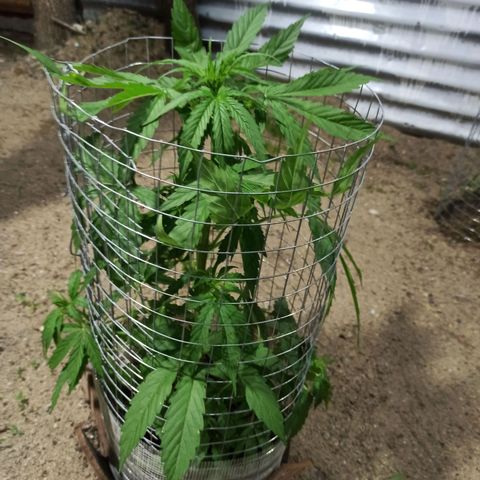 Power  #1 growlog timeline photo