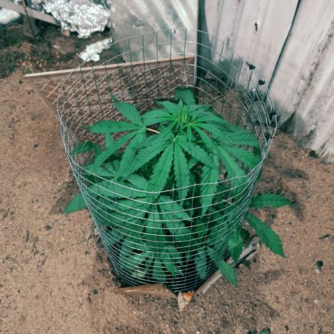 Power  #2 growlog timeline photo