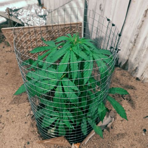 Power  #2 growlog timeline photo