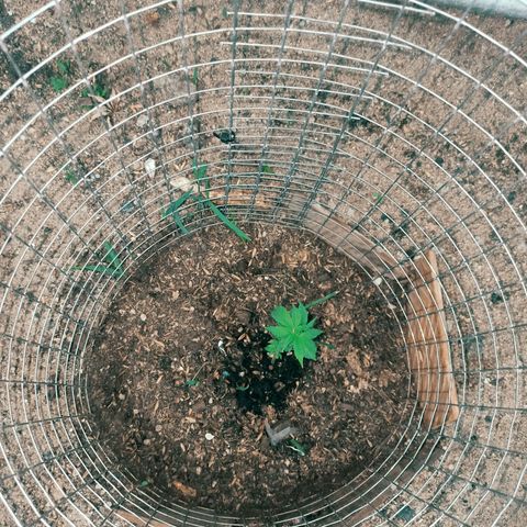 Gelato growlog timeline photo
