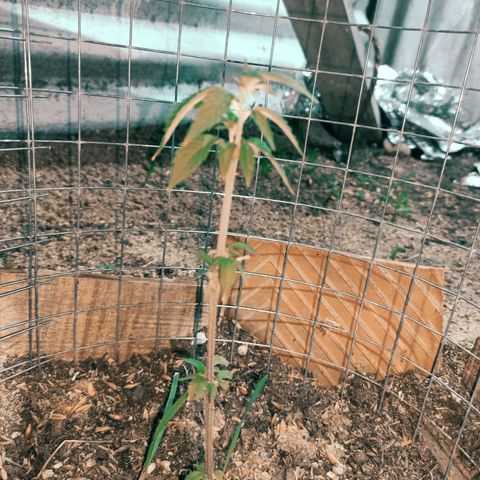 Gelato growlog timeline photo