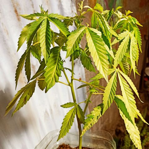Larry growlog timeline photo