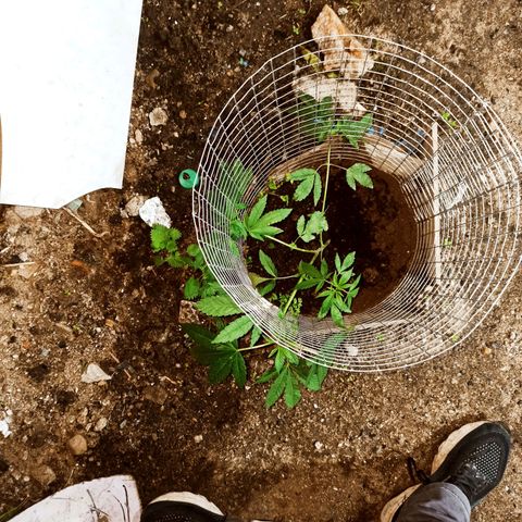 GMO #2 growlog timeline photo