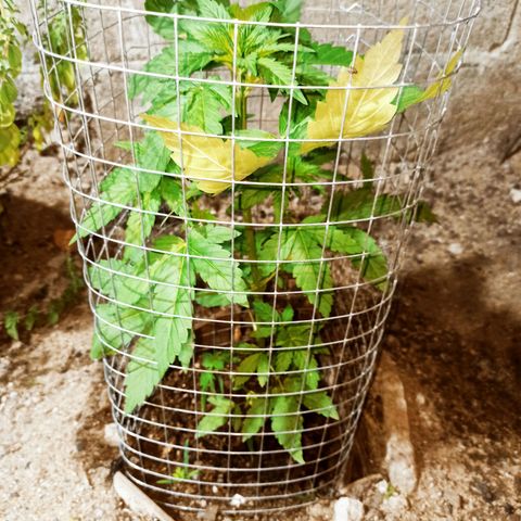 24 K growlog timeline photo