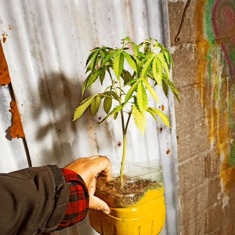 Larry growlog timeline photo