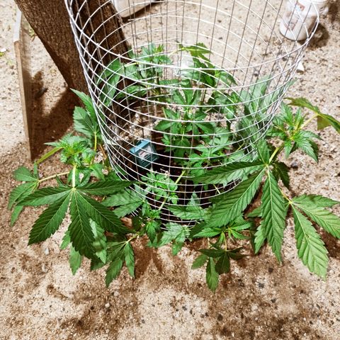 GMO #1 growlog timeline photo