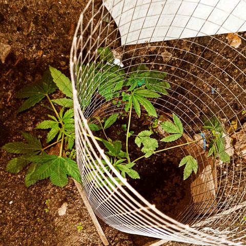 GMO #2 growlog timeline photo