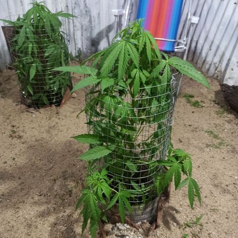 Power  #1 growlog timeline photo