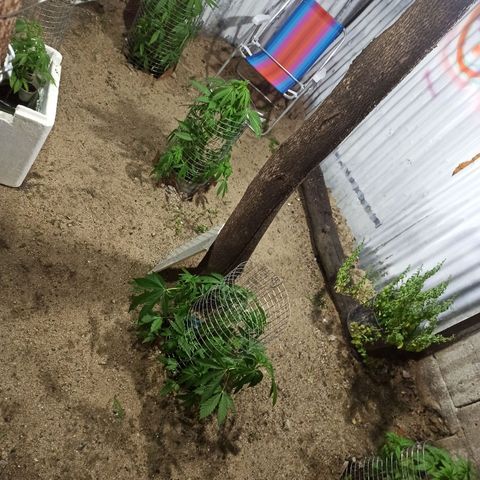 GMO #2 growlog timeline photo