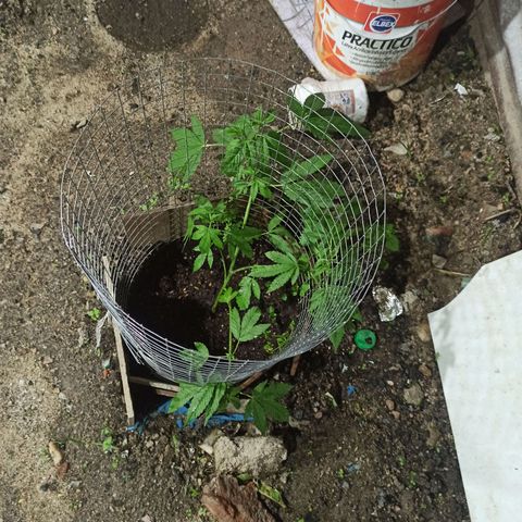 GMO #2 growlog timeline photo
