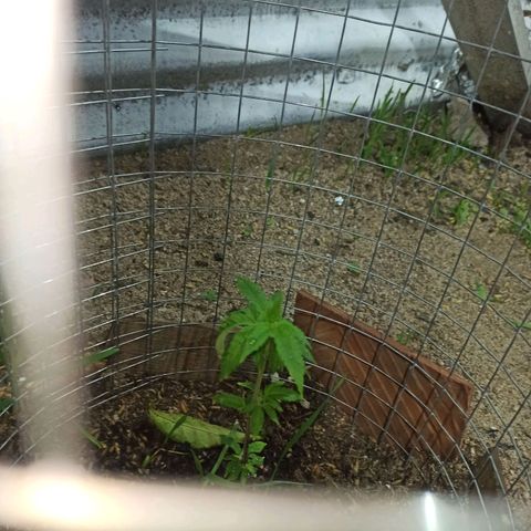 Gelato growlog timeline photo