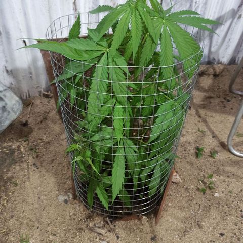 Power  #2 growlog timeline photo