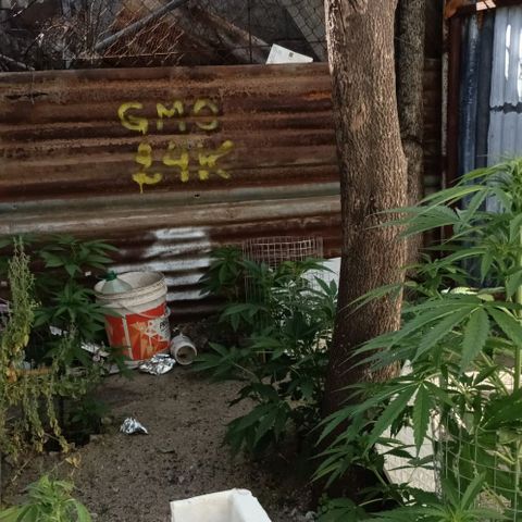 GMO #2 growlog timeline photo
