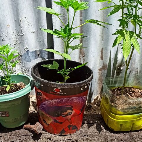 Northern growlog timeline photo