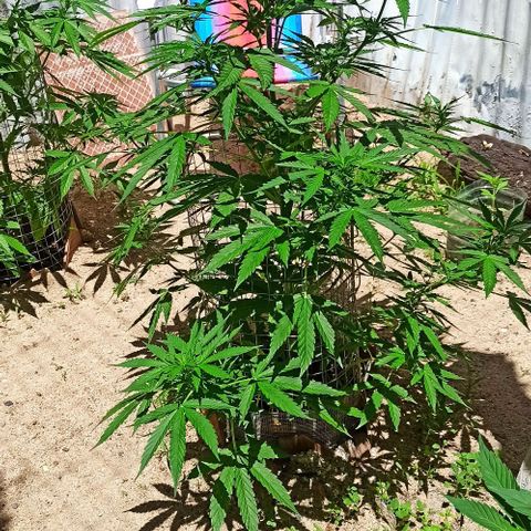 Power  #1 growlog timeline photo