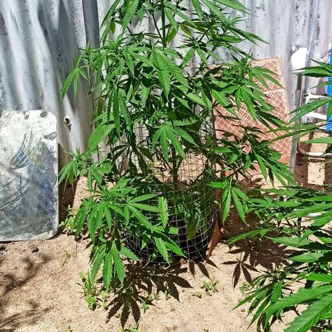 Power  #2 growlog timeline photo