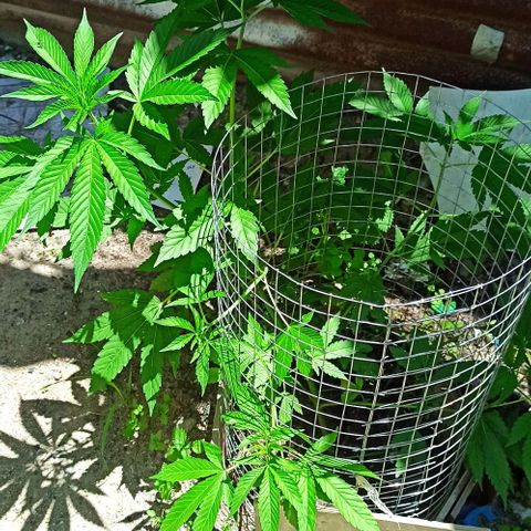 GMO #2 growlog timeline photo