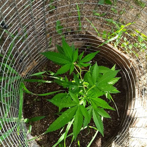 Gelato growlog timeline photo