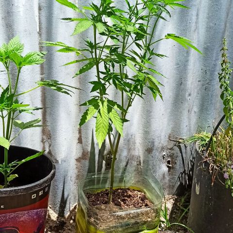 Larry growlog timeline photo