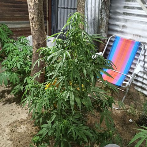 Power  #1 growlog timeline photo