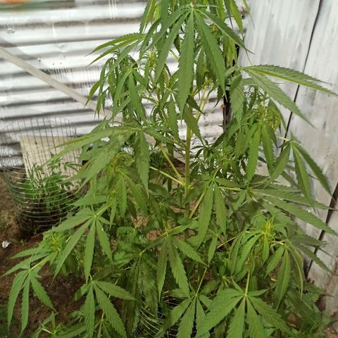 Power  #2 growlog timeline photo