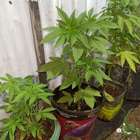 Northern growlog timeline photo