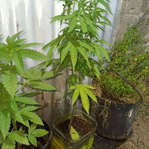 Larry growlog timeline photo