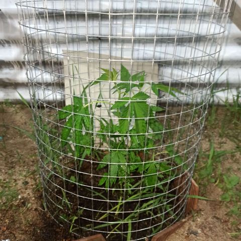 Gelato growlog timeline photo