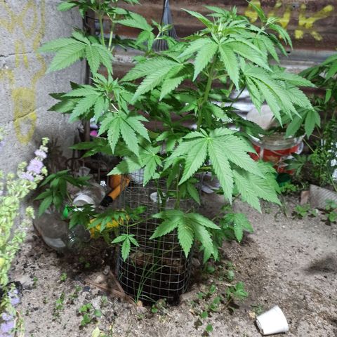 24 K growlog timeline photo