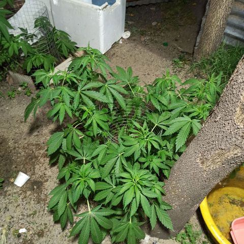 GMO #1 growlog timeline photo