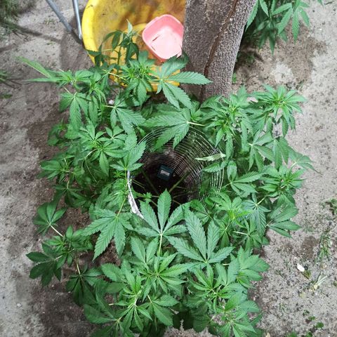 GMO #1 growlog timeline photo