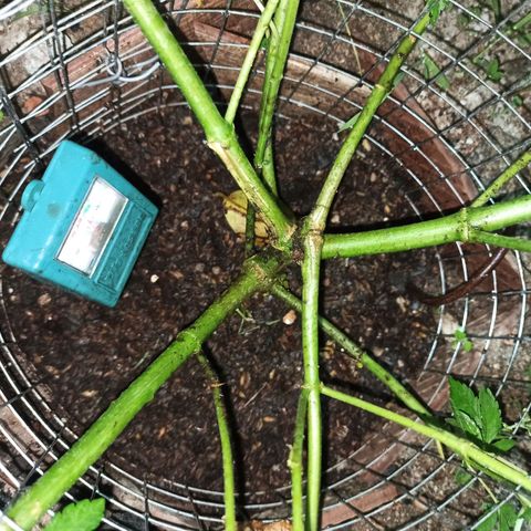 GMO #1 growlog timeline photo