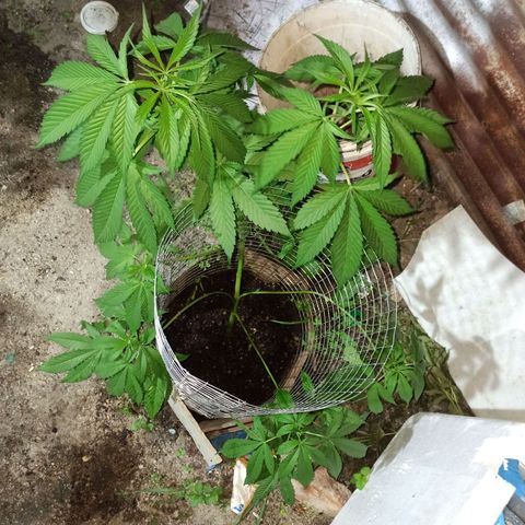 GMO #2 growlog timeline photo