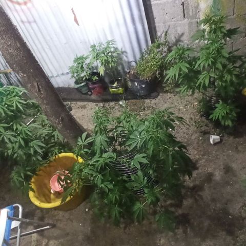 GMO #2 growlog timeline photo