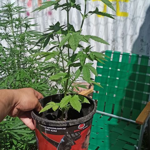Northern growlog timeline photo