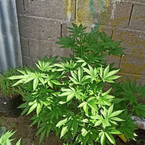 24 K growlog timeline photo