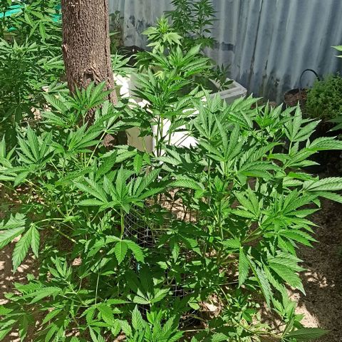 GMO #1 growlog timeline photo