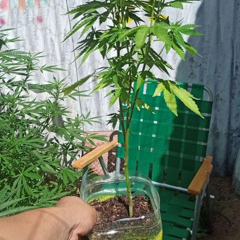 Larry growlog timeline photo