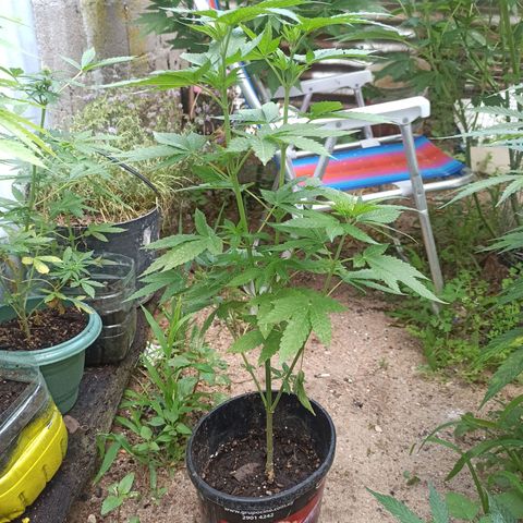 Northern growlog timeline photo