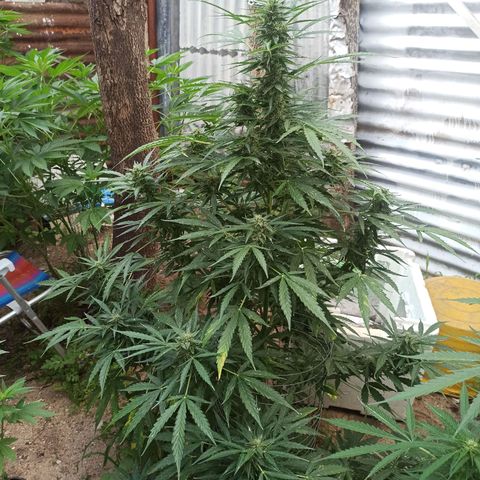 Power  #1 growlog timeline photo