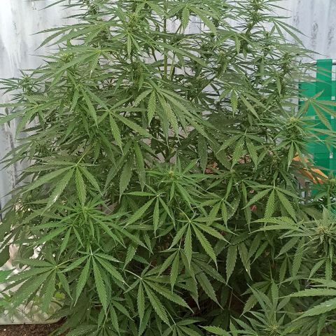 Power  #2 growlog timeline photo