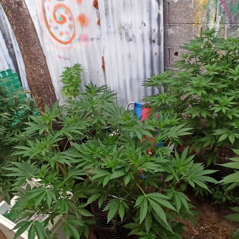 GMO #1 growlog timeline photo