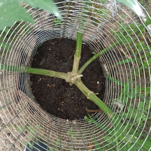 GMO #1 growlog timeline photo